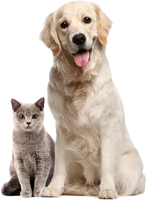about-pets