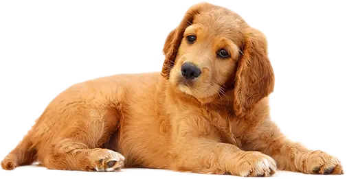 donation-dog