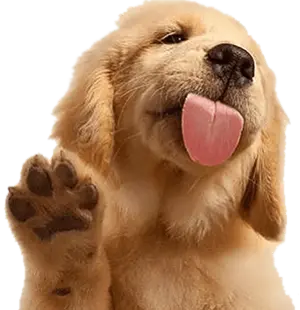 footer-puppy
