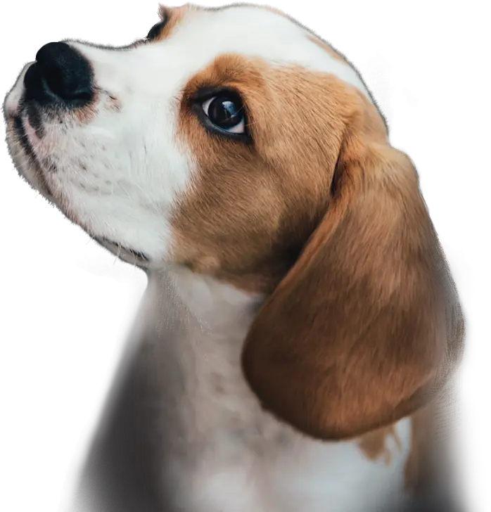start-screen-puppy